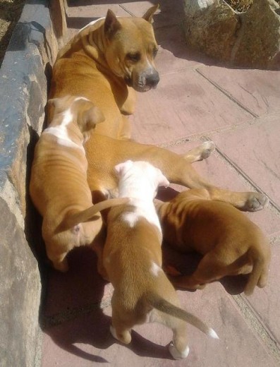 Xena, Axl, Perla y Dama (7 marzo)